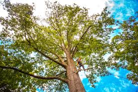 Best Leaf Removal  in Bradford, TN