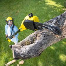 Professional Tree Services in Bradford, TN