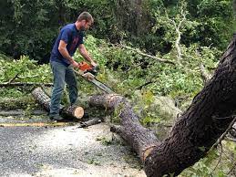 Best Tree Risk Assessment  in Bradford, TN