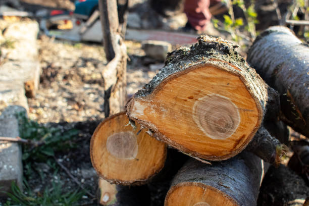 How Our Tree Care Process Works  in  Bradford, TN