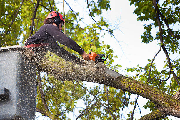 Best Storm Damage Tree Cleanup  in Bradford, TN